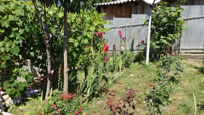  - Colectia de gladiole 2017