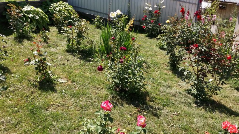  - Colectia de gladiole 2017