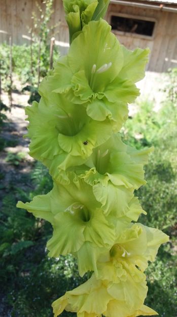  - Colectia de gladiole 2017