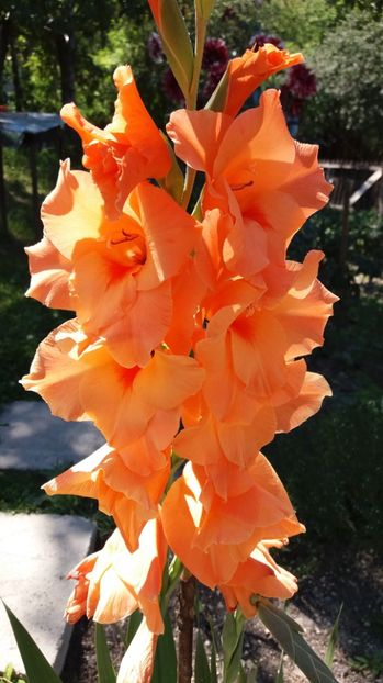  - Colectia de gladiole 2017