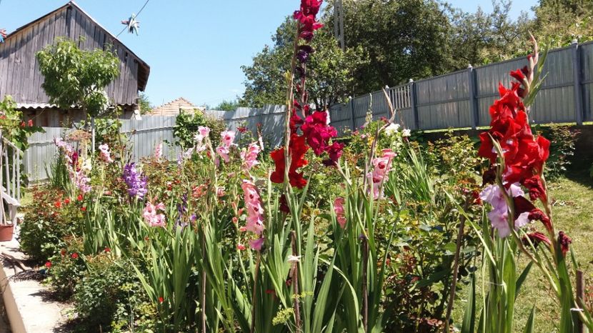  - Colectia de gladiole 2017