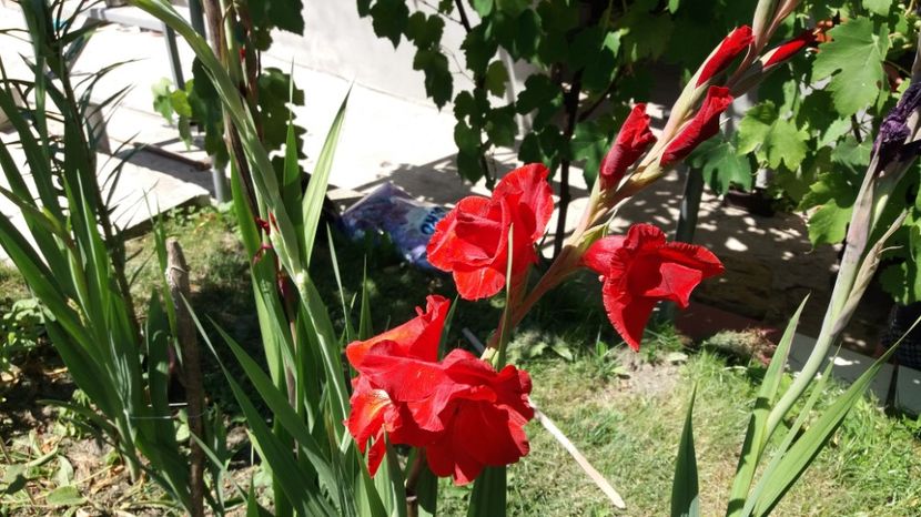  - Colectia de gladiole 2017