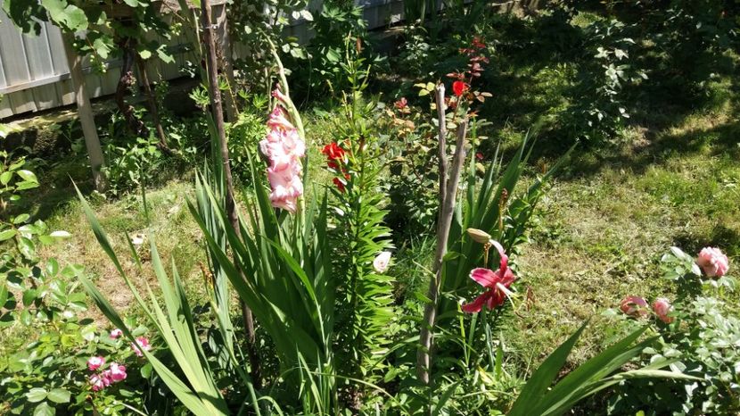  - Colectia de gladiole 2017