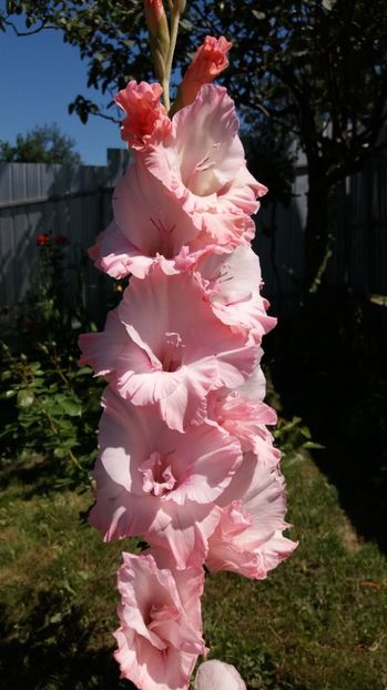  - Colectia de gladiole 2017