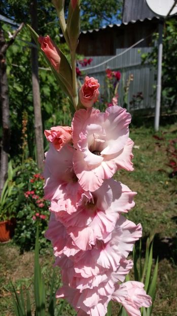  - Colectia de gladiole 2017