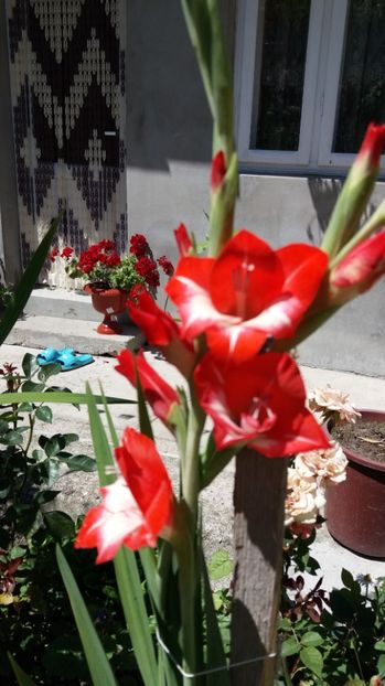  - Colectia de gladiole 2017