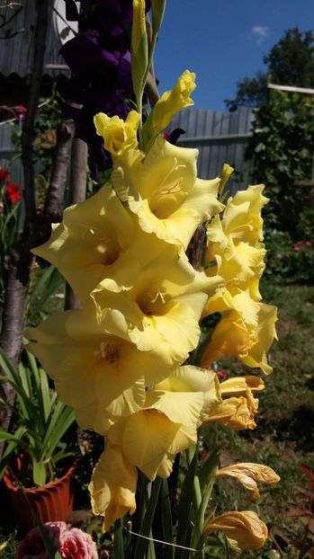  - Colectia de gladiole 2017