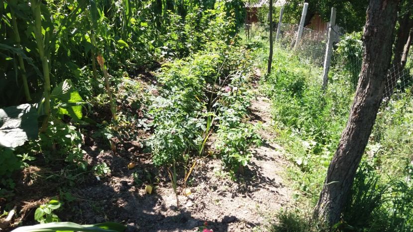  - COLȚUL meu de GRĂDINĂ