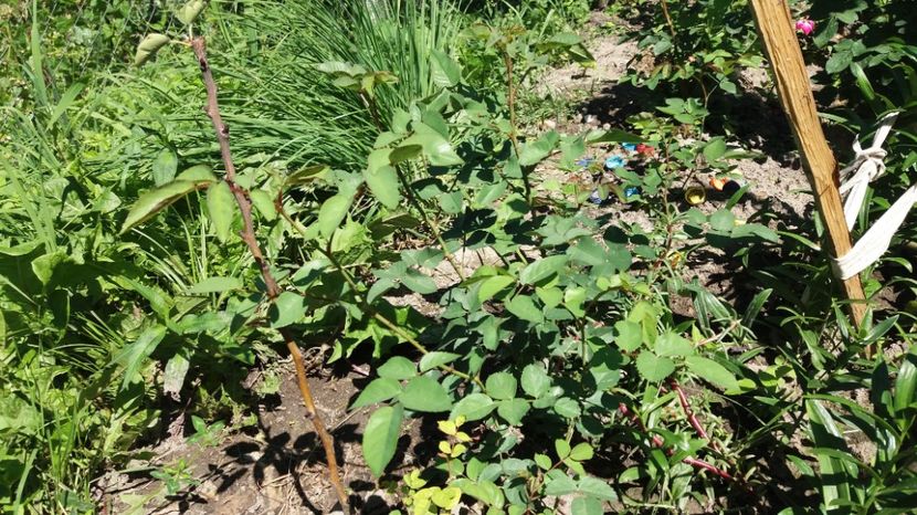  - COLȚUL meu de GRĂDINĂ