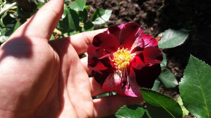  - COLȚUL meu de GRĂDINĂ