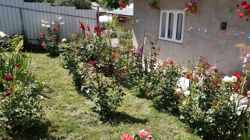  - 000000000000001   GRADINA MEA