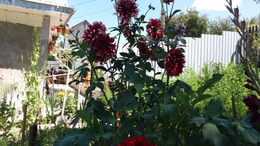  - 000000000000001   GRADINA MEA