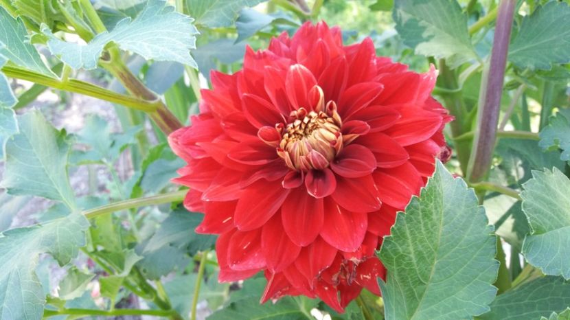  - 000000000000001   GRADINA MEA