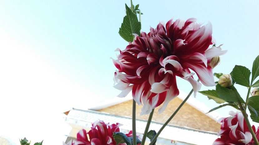  - 000000000000001   GRADINA MEA