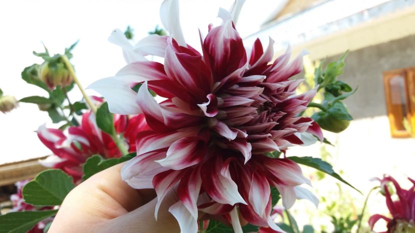  - 000000000000001   GRADINA MEA