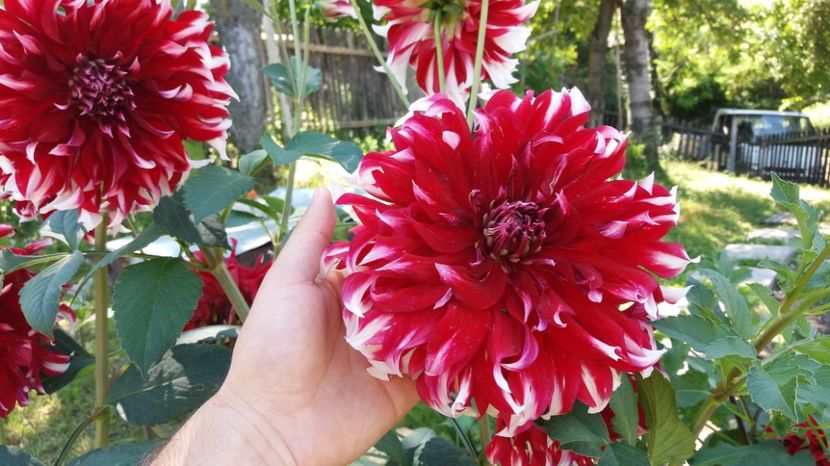  - 000000000000001   GRADINA MEA