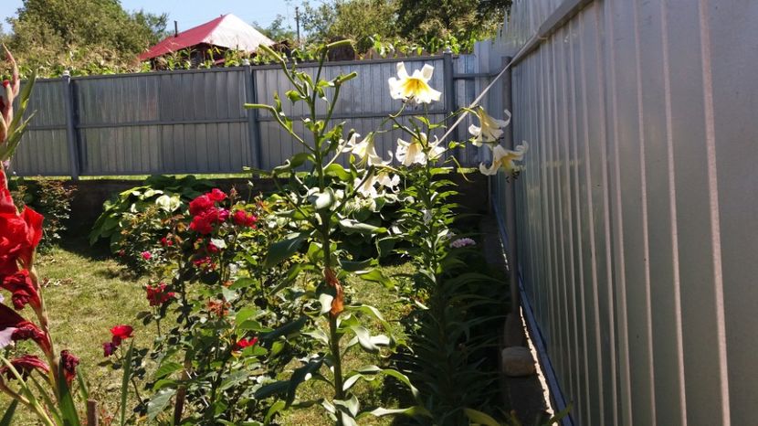  - 000000000000001   GRADINA MEA