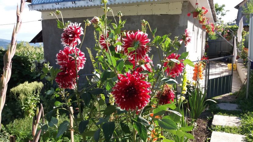  - 000000000000001   GRADINA MEA