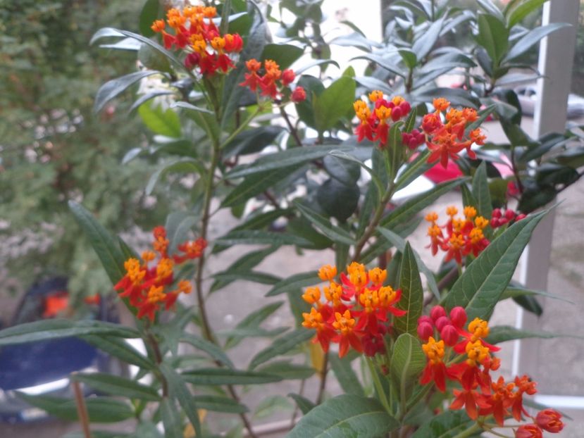 Asclepias...rezista eroic, intr-un vas micut... - Argumente