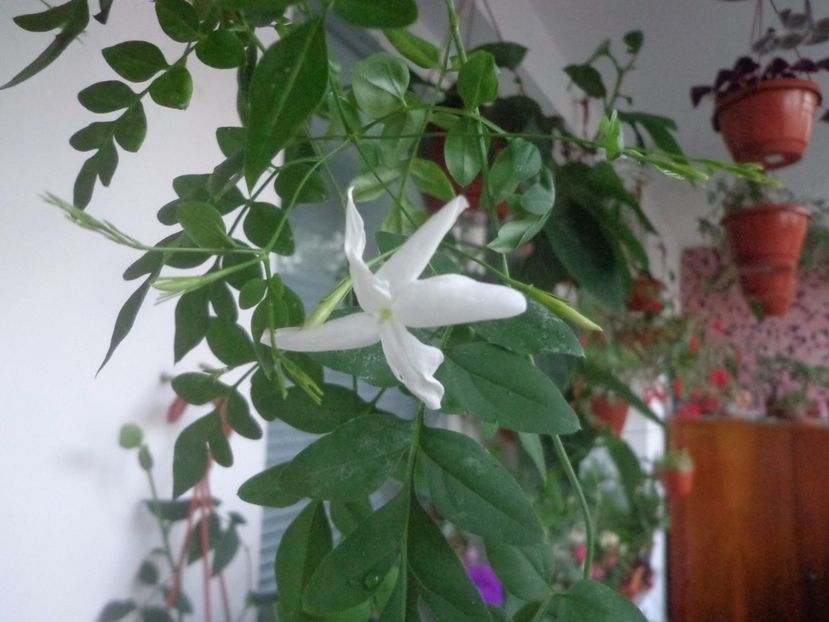 "Officinale" ...nu-i place caldura sufocanta. - Argumente