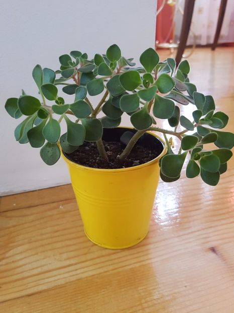 Aychrison laxum-floarea dragostei - Cactusi si plante suculente 2017-2018-2019