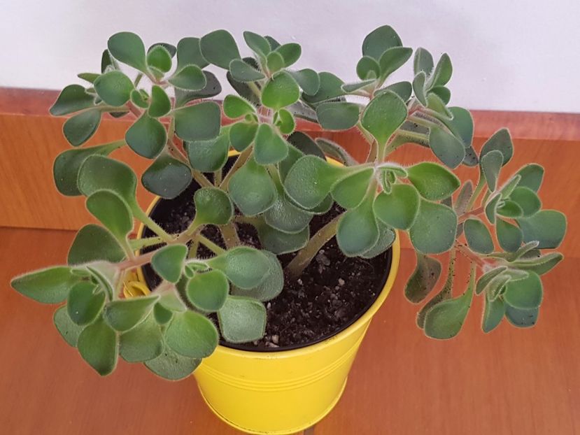  - Cactusi si plante suculente 2017-2018-2019
