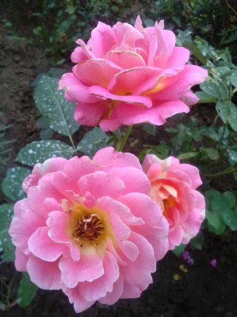  - Rose de Cisterciens