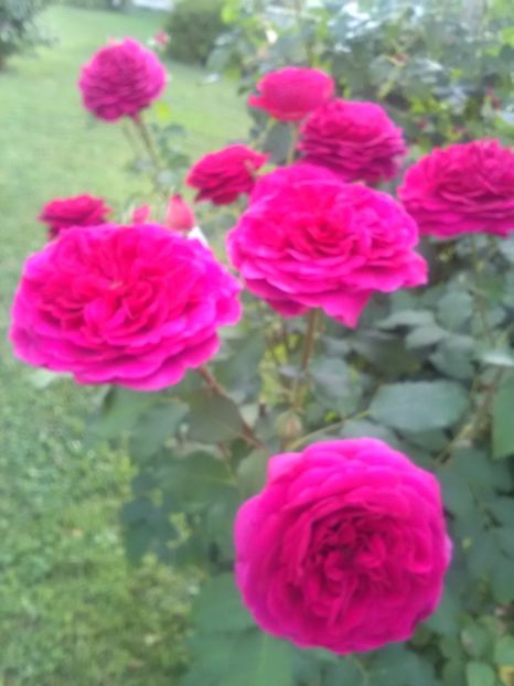  - William Shakespeare