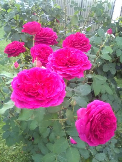  - William Shakespeare