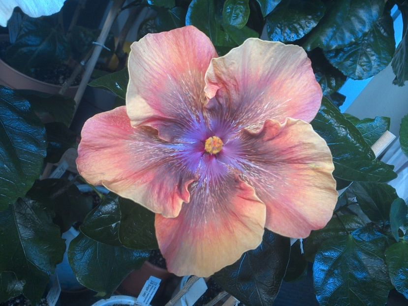 WIN_20170806_074241 - Moorea Sugar Lady