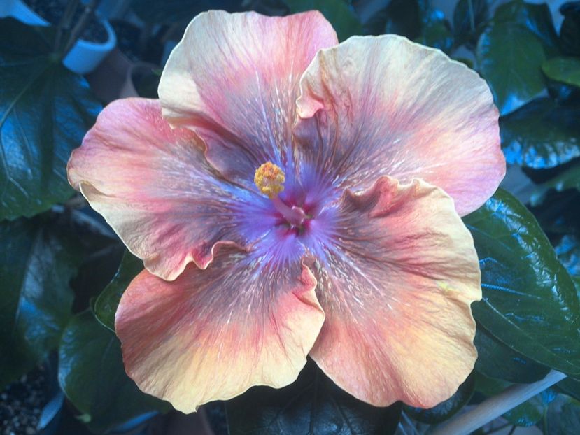 WIN_20170806_074300 - Moorea Sugar Lady