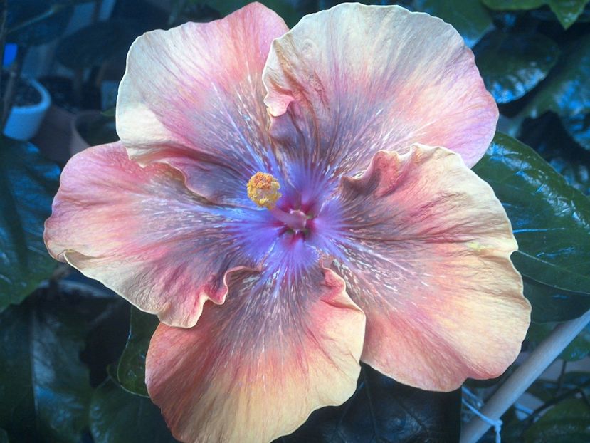 WIN_20170806_074307 - Moorea Sugar Lady