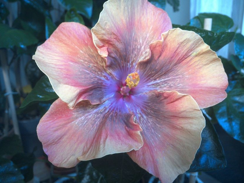 WIN_20170806_074322 - Moorea Sugar Lady