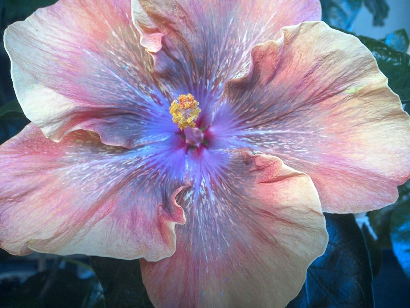 WIN_20170806_074337 - Moorea Sugar Lady