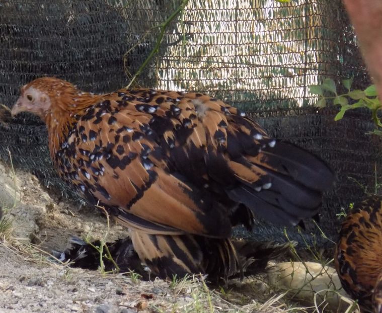  - 04A-MII DE FLORI PORTELAN 2017