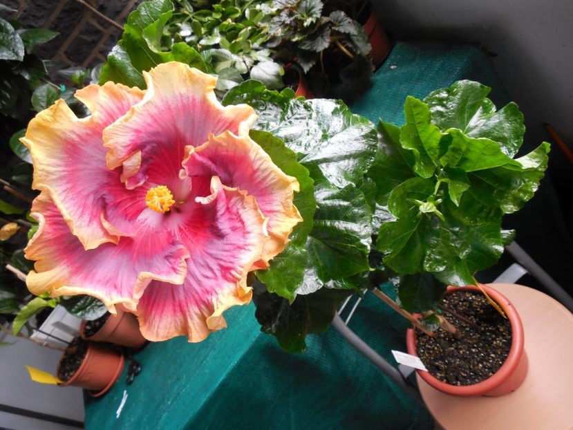  - 03Hibiscus