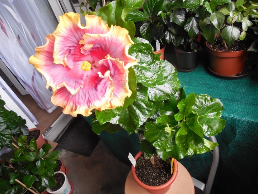  - 03Hibiscus