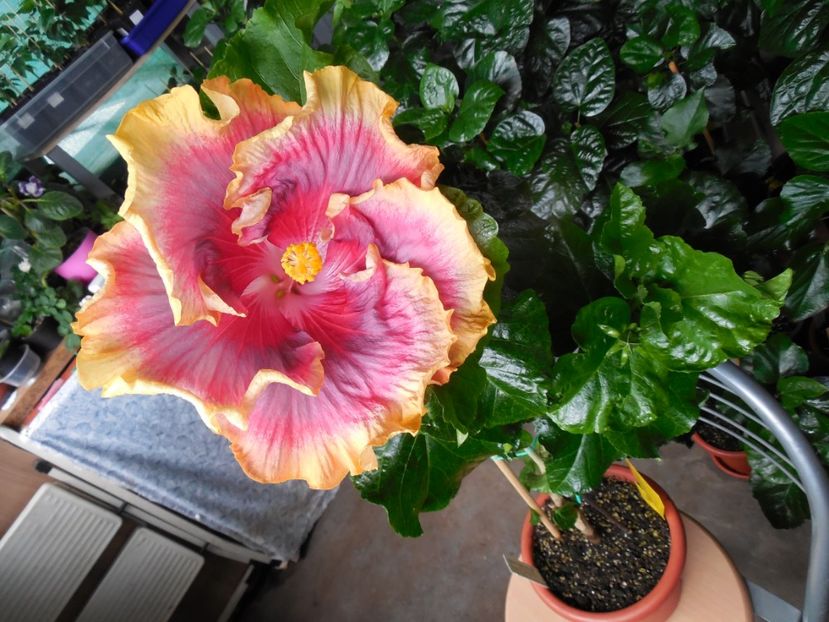  - 03Hibiscus