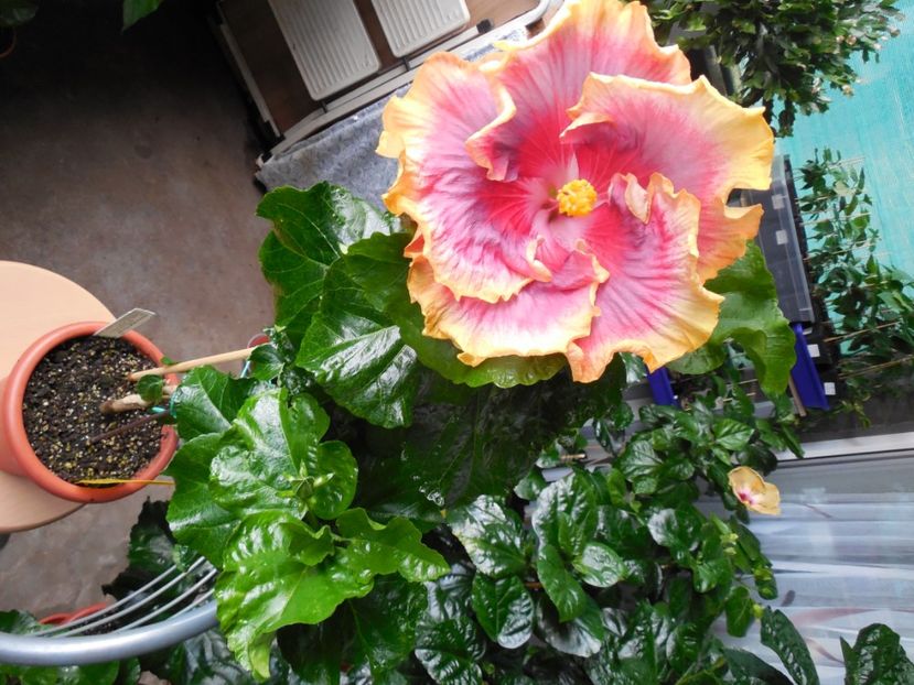  - 03Hibiscus