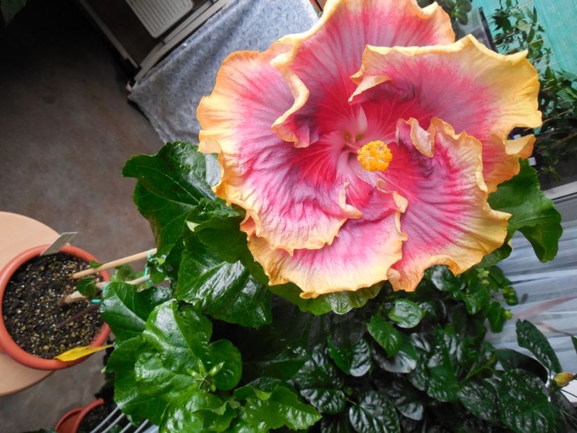  - 03Hibiscus