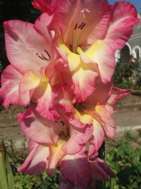 Gladiola - Flori de gradina 2017