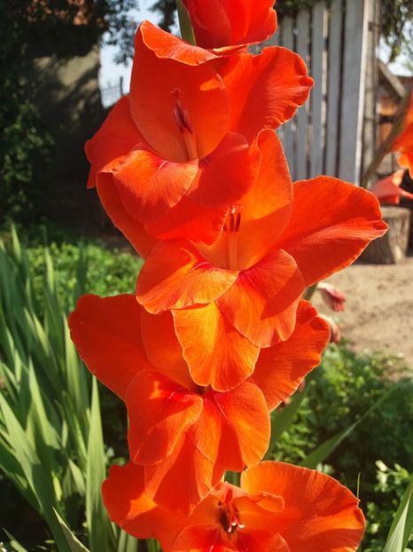 Gladiola - Flori de gradina 2017