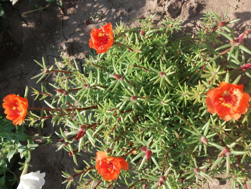 Flori de piatra - Flori de gradina 2017