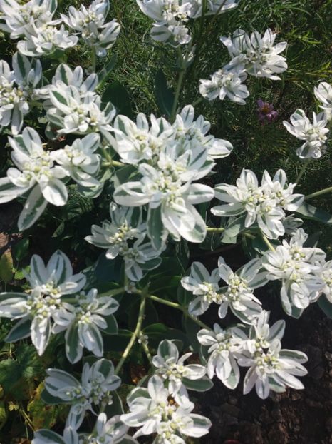 Ghetisoara - Flori de gradina 2017