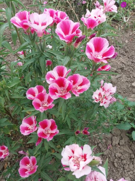 Azalee de gradina(Godetia) - Flori de gradina 2017