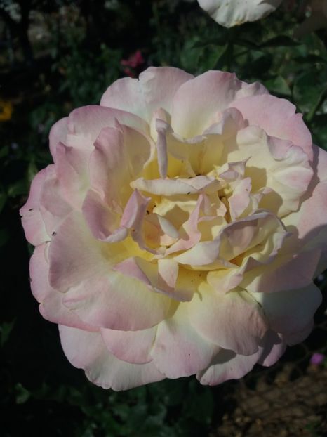 20170805_092042-1 - Trandafiri