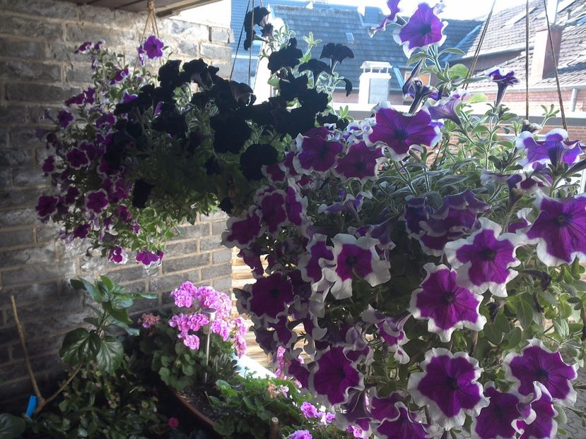 WIN_20170806_082531 - diverse_floricele