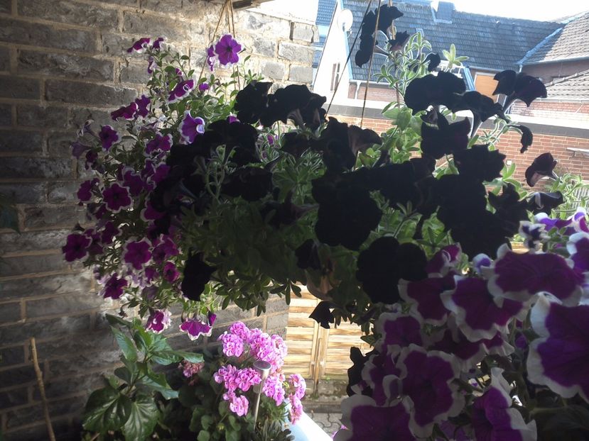 WIN_20170806_082538 - diverse_floricele