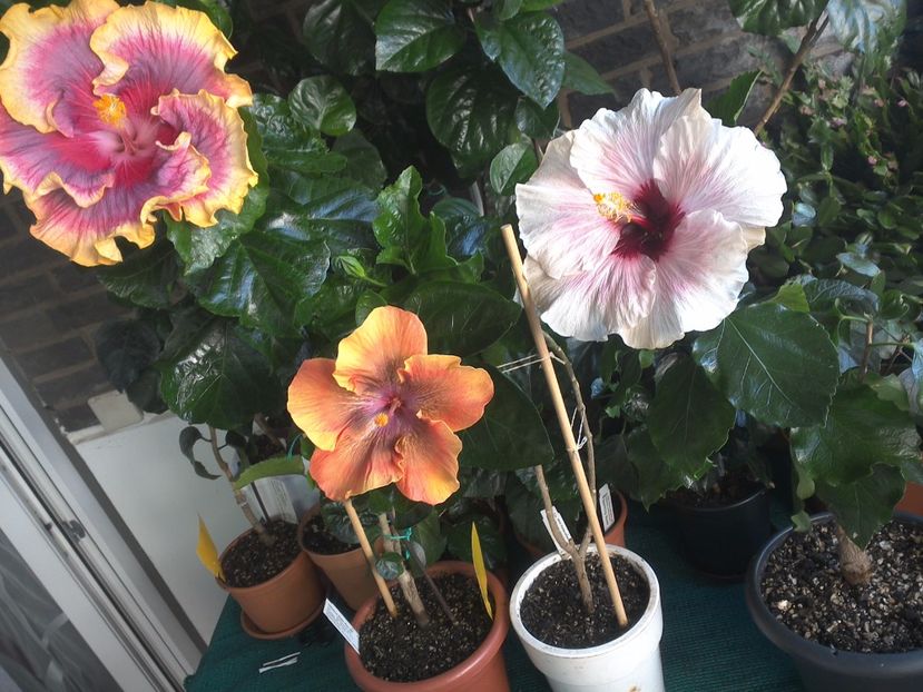 WIN_20170806_084559 - 03Hibiscus