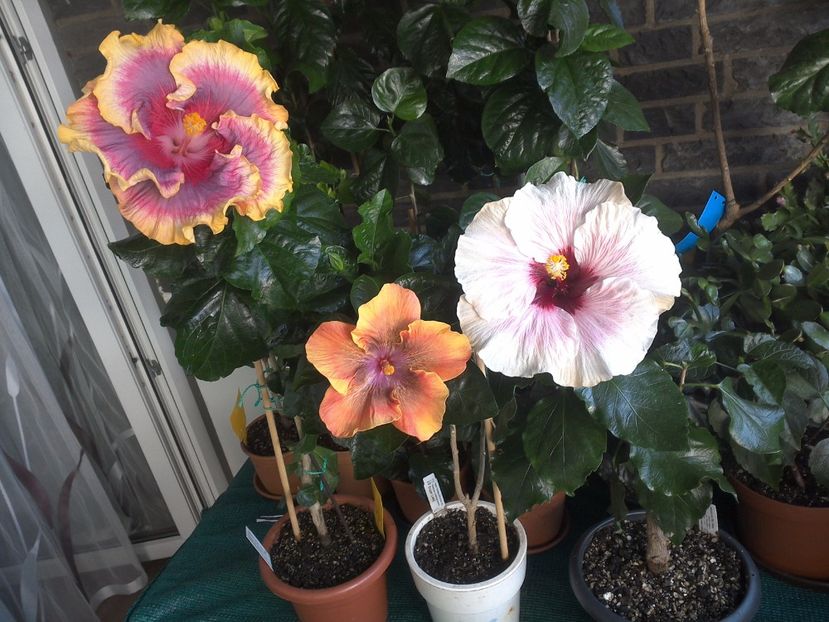 WIN_20170806_084508 - 03Hibiscus
